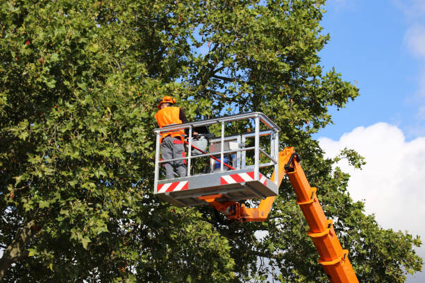 Best Tree Stump Removal  in Lake Elmo, MN